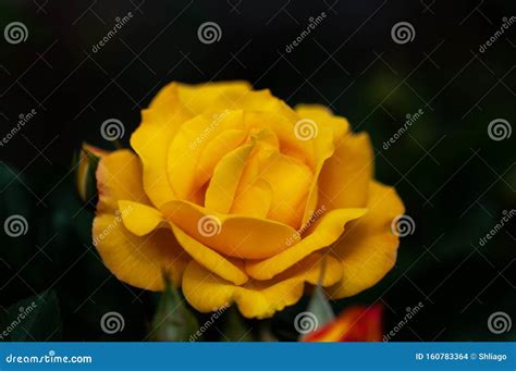 Yellow Rose Meaning Bright, Cheerful and Joyful Create Warm Feelings ...