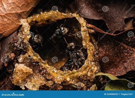 The Ground-nesting Stingless Bees Building Their Nests Stock Photo ...