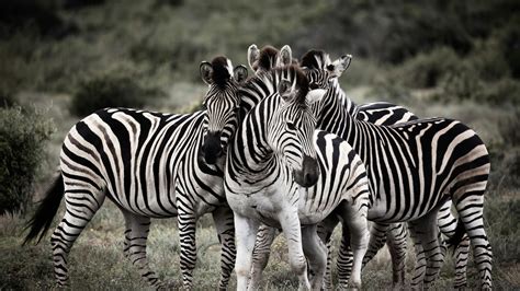 Zebra Wallpaper Widescreen Zebras Wallpapers Wallpaper Cave