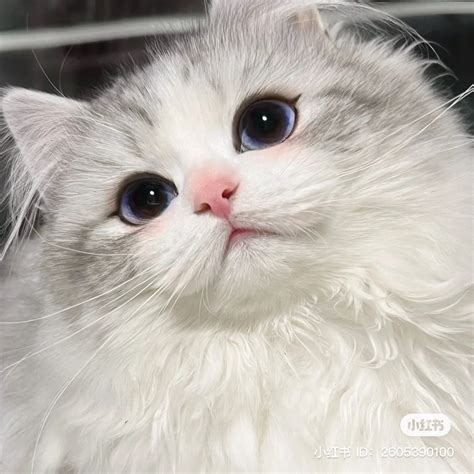 china cats 小红书 xiaohongshu douyin chinese cats cute cats aesthetic asian | Cute cats and dogs ...