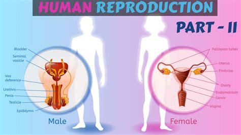 Image result for Human Reproduction YouTube