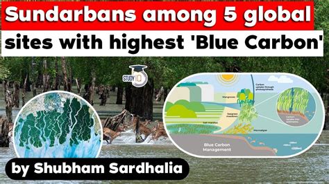 Sundarbans among five global sites with highest Blue Carbon – Burning ...