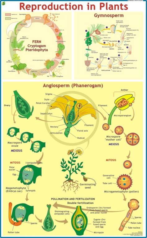Image result for Types of Plant Reproduction