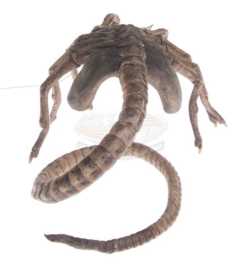 Image result for Alien vs Predator Facehugger