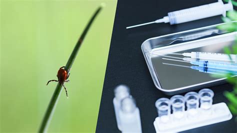 Design-Zyme, KU collaboration results in $3 million SBIR award for Lyme disease vaccine ...