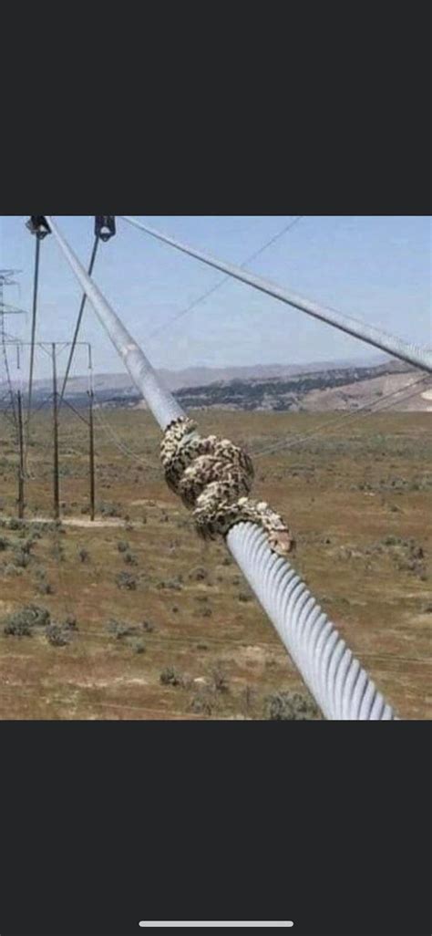 Gopher snake or Mojave green rattlesnake? : r/whatsthissnake