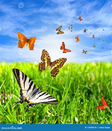 Nature Beauty Images 的图像结果