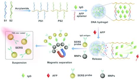 Detection of Alpha-Fetoprotein Using Aptamer-Based Sensors