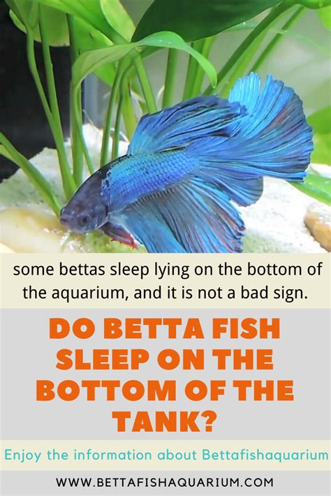 do aquarium fish sleep
