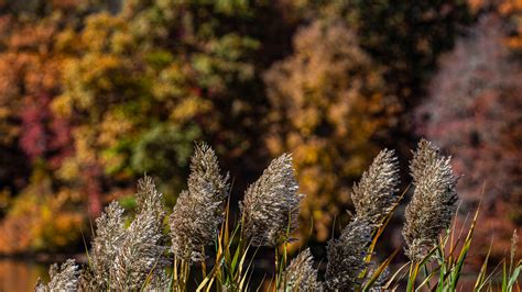 See, explore hiking trails & more at Rockefeller State Park Preserve