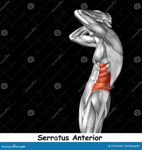 Image result for Muscle Model Chest Anatomy