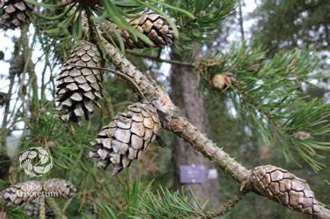 Pinus banksiana - Jack pine, scrub pine, black pine, gray pine, Hudson ...