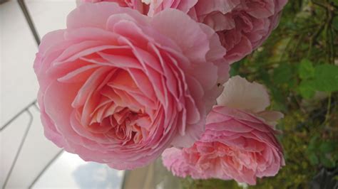 Abraham Darby — Eumundi Roses