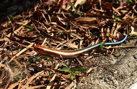Skink - Description, Habitat, Image, Diet, and Interesting Facts