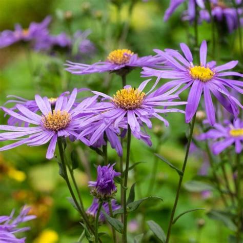 KAU Agri Infotech Portal