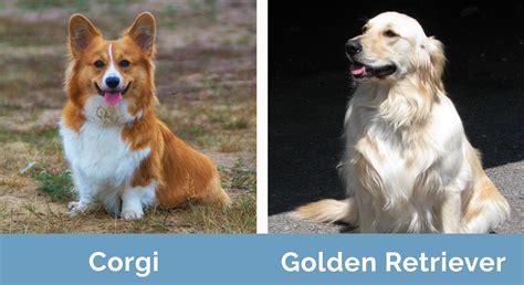 Golden Retriever Corgi