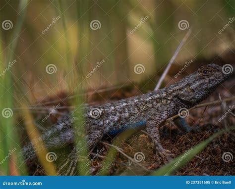 Peering Western Fence Lizard Sceloporus Occidentalis with Blue Belly Stock Image - Image of ...