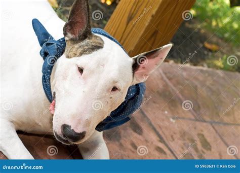 White English Bull Terrier stock image. Image of friend - 5963631