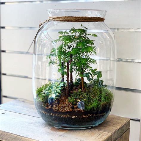 Plants Inside A Terrarium