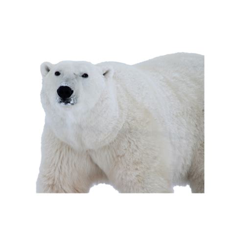 Bear PNG Image Free Download (3) - Photo #104 - BiNps PNG Website
