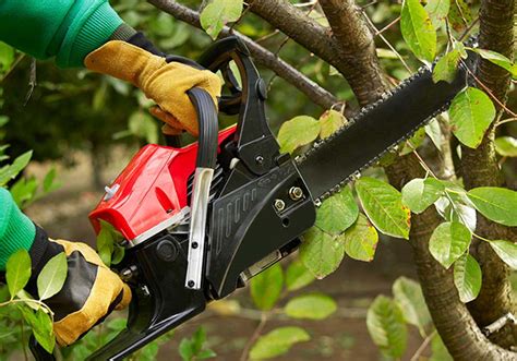 Tree Pruning Near Me 的图像结果