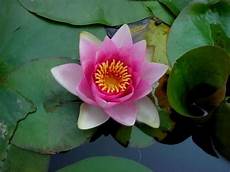 fior di lotto fiore di loto fiore di loto ninfea fior di lotto fiore di loto fiore di loto ninfea