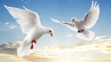 和平鴿 - 動物世界系列壁紙預覽 | 10wallpaper.com