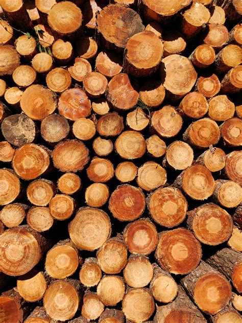 Image result for Timber Manufacturing Process