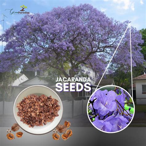 GREEN PARADISE® blue jacaranda tree F1 Quality seeds Pack Jacaranda mi ...
