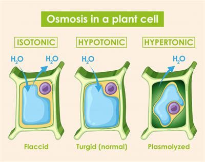 Osmosis and plasmolysis — lesson. Science State Board, Class 10.