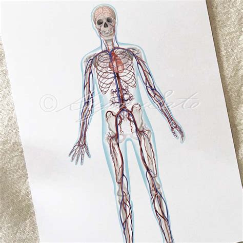 Circulatory system Art Poster – The Forest Cloak