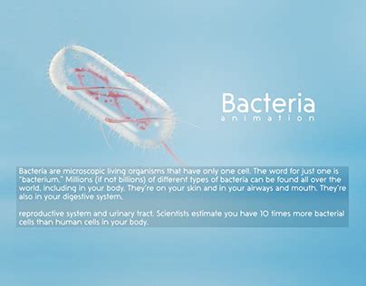 Image result for Bacteria Reproduction Animation