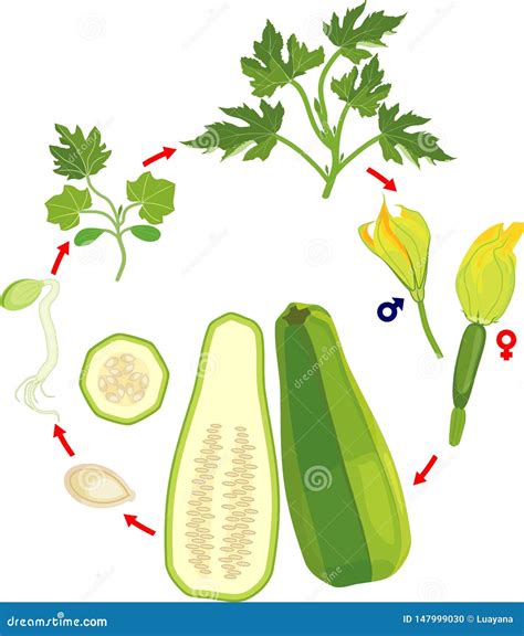 Life Cycle Of Zucchini Plant