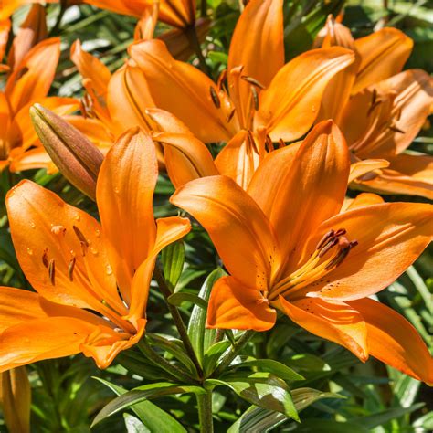 Buy 5-Pack Bulbs of Asiatic Lily Orange Flowers | AllThatGrows