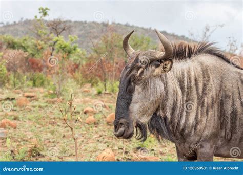 Blue Wildebeest: Connochaetes Taurinus Stock Image - Image of wild ...