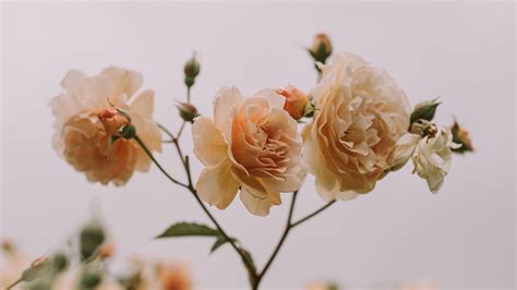 Wallpaper roses, flowers, buds, bloom, plant hd, picture, image