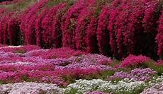 plantes vivaces pour talus plante couvre sol un tableau de couleurs naturelles dans plantes vivaces pour talus plante couvre sol un tableau de couleurs naturelles dans