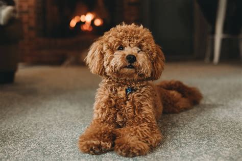 5 Best Hypoallergenic Dog Breeds, According To Canine Experts