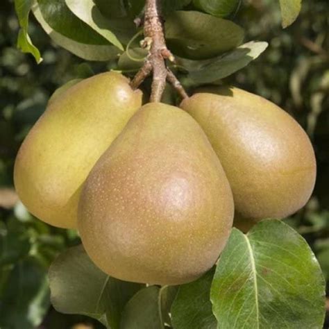 M-Tech Gardens Rare Hybrid Pear " Beurre Hardy " Exotic 20 Fruit Seeds ...