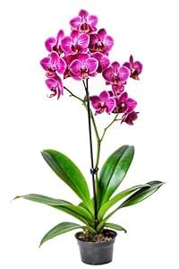 Live Orchid Flowering Plants, Indian Variety, Pack of 4 : Amazon.in ...
