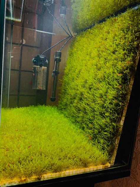 Image result for Java Moss Tank