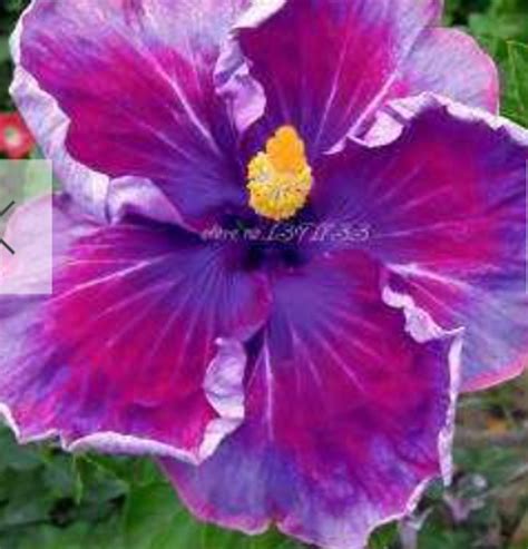 Dark Purple Hibiscus