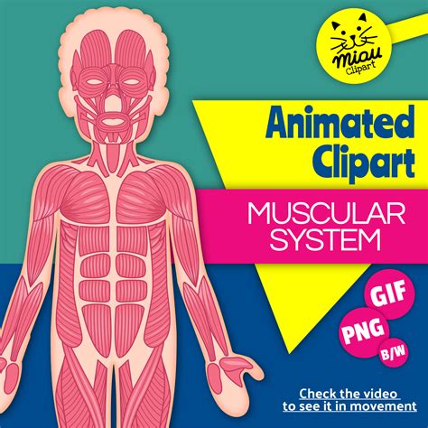 Clip Art Of Muscle Tissue at Martha Brugger blog