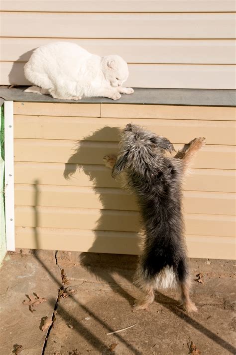 Do Dogs Eat Cats – Tips To Protect Your Pet – FAQcats.com