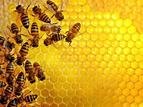 13个关于蜜蜂的奇趣知识，别以为他们只会采蜜