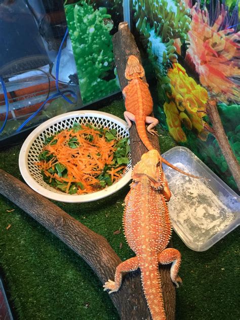 Bearded dragon respiratory infection symptoms causes and treatment ...