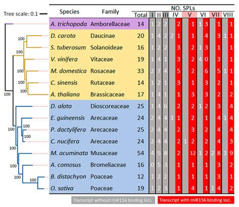 Evolutionary Insights and Flowering Regulation of SPLs in Coconut Palm