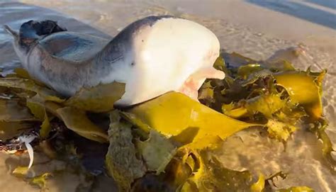 Image result for Alien Creature Bondi