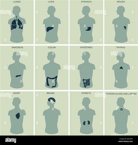 Human anatomy diagram Stock Photo - Alamy