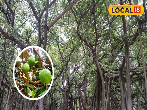 Howrah Botanical Garden Rasgulla: হাওড়ার বোটানিক্যাল গার্ডেনে গাছে ...